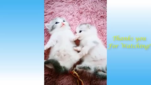 Cute Pets And Funny Animals Compilation Pets Garden