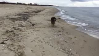 German Shepherd carrying a big stick while walking sea side