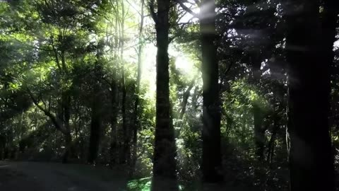 Nature video beautiul