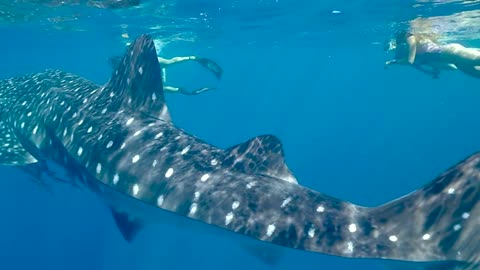 Whale, sea and nature ...