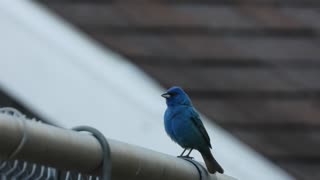 Indigo Bunting