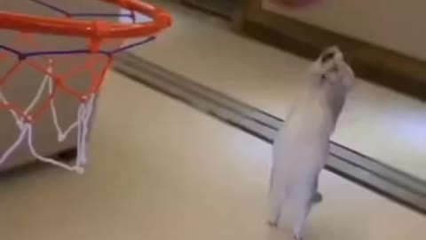 #funny_cat_dribble_a_basket_ball