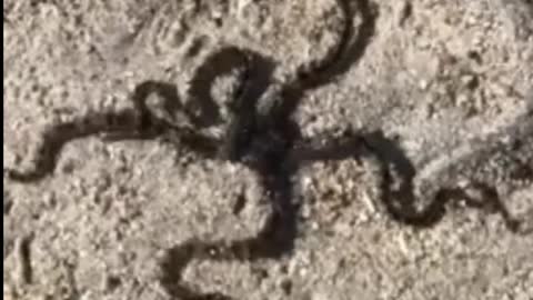 A Big Black Starfish Wandering Aimlessly On The Ground