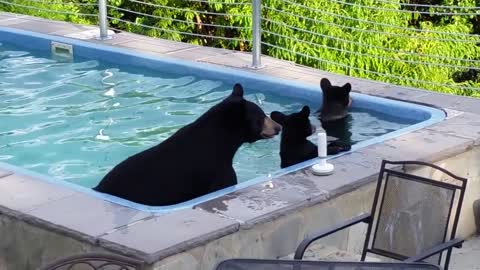 Bears having a Pool Party in Our Pool