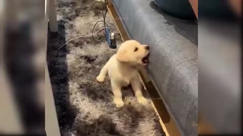 funny dog