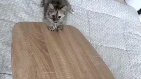 A squirrel-like cat sliding off a desk