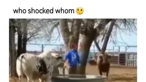 Who shoked whom funny animals