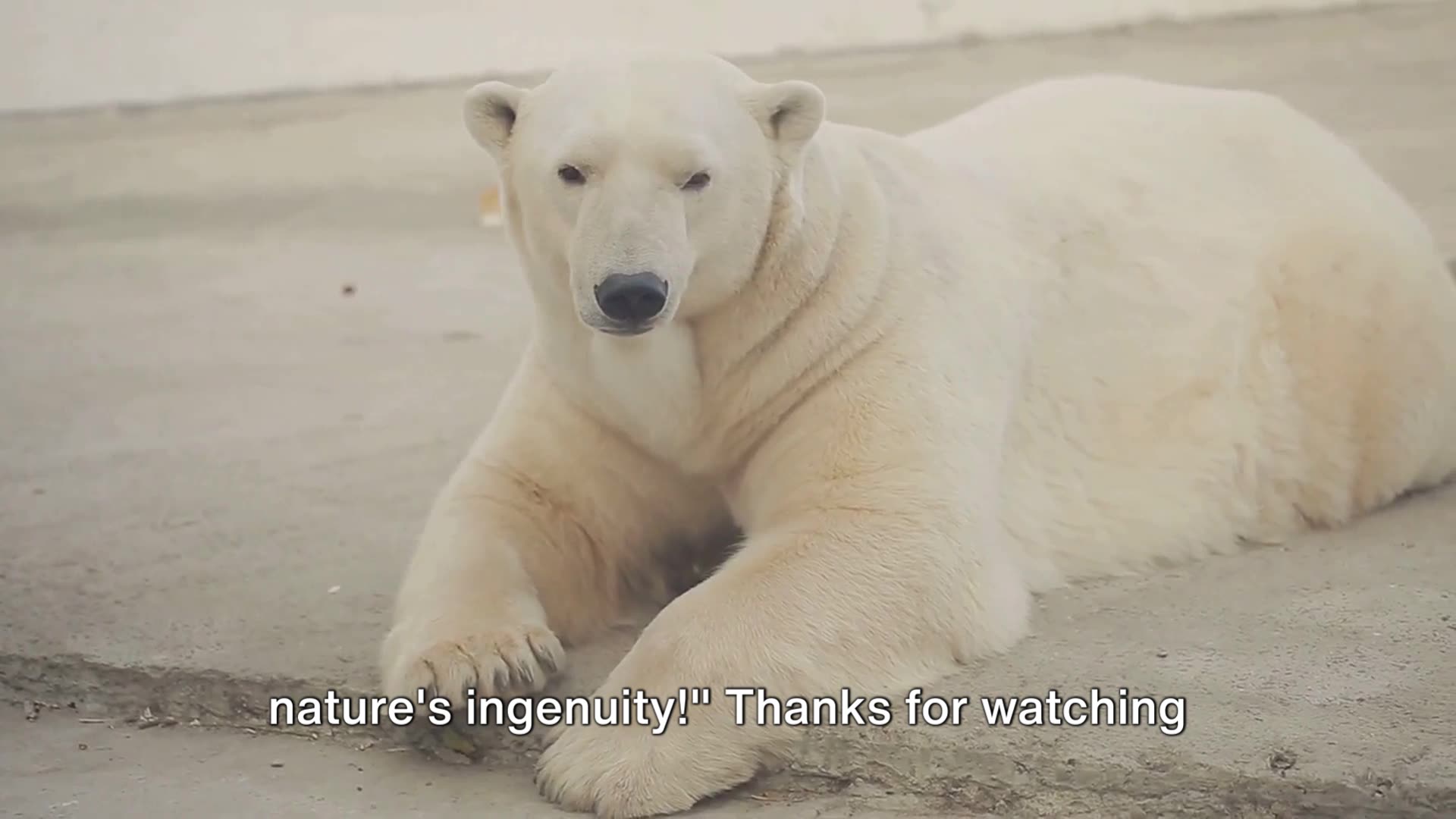 Polar Bears - Their Fur Is Not White At All ! Here's The Amazing Truth !