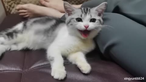 Tiny Ragdoll Kitten Ambushes Cavalier King Charles