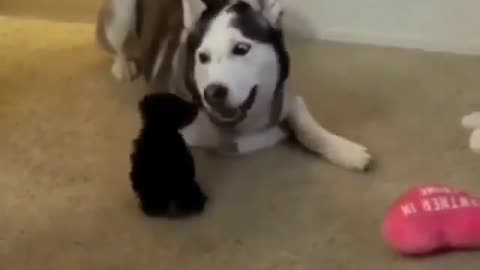 Cute dog & funny dog