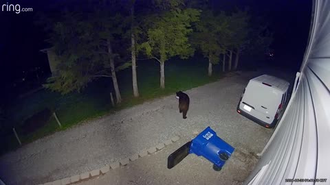 Bear Casually Rummages Through Trash Can For Tortilla Chips