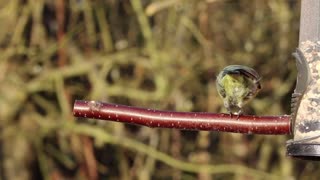 Hungry Bird Finds food Locker