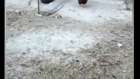 Angry chicken against dog