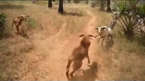 IT'S A TRIPLE THREAT MATCH - SHEEP- beingwy