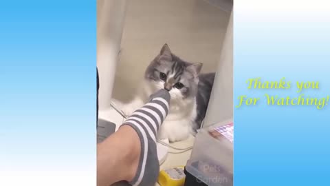 Funny Cats Videos | Animal Planet