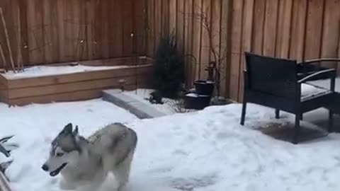 Animals enjoy snow very much...