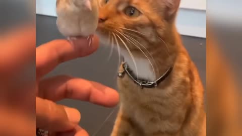 A Funny cat eats bird