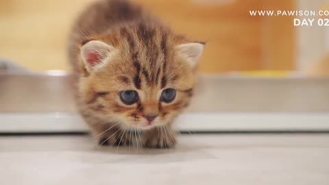 Kitten Grow Complete Different in 100 Days.mp4