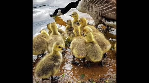 ' Still '.. Quackers 🦆🦢🐥