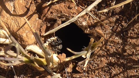 Wolf Spider Lunges At Ants