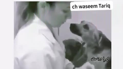 Funny moments of Dog when he see beautiful nurse 💟