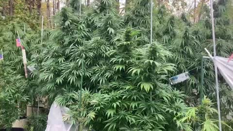 DHP Greenhouse Marijana ©️10-12-21