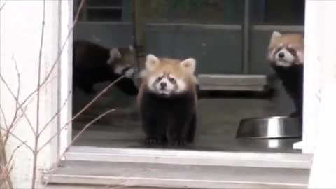 Drama queen Red panda