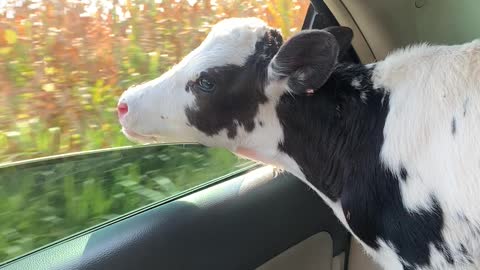 Calf in Car Wants a Bite of Some Corn