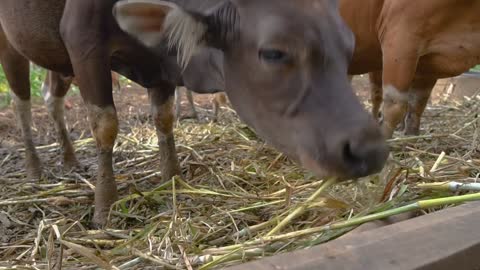 cow eating some hay in tradtitional farm