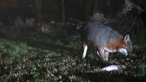 Gray Fox Eating Chicken Quarter