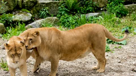 Two dangerous lions clash with each other