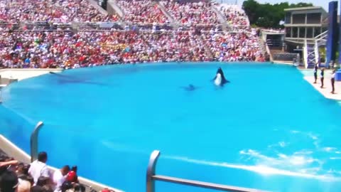 Seaworld SHAMU Killer Whale Show || amezing Whale Show