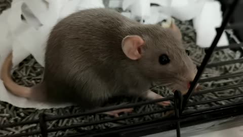 Fancy Rat eats a quail leg