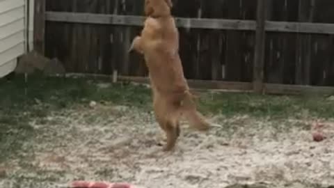 Dog bewildered by first snowfall, jumps to catch snowflakes