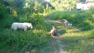 Lizard Defends Itself From Dogs