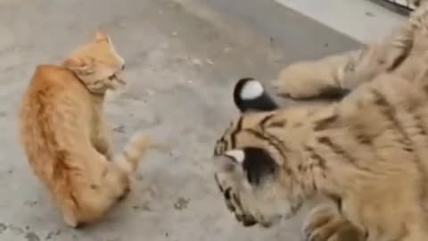 Small cat and big cat fight