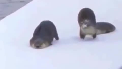 Otters playing in the snow