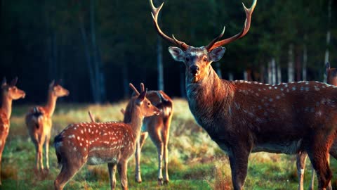 A herd of sika deer led by a large male with beautiful antlers