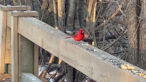 Some of Toronto bird variety at the park