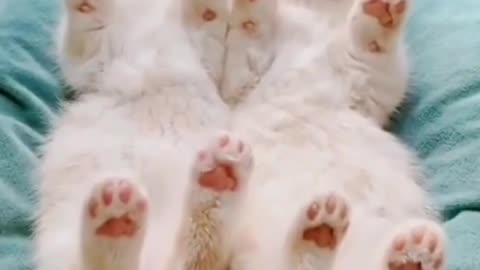 Baby Cats - Cute Funny Videos Compilation t#3 #shorts