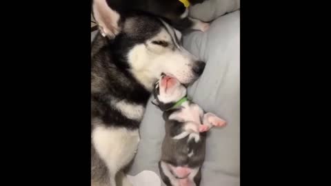 Cute Siberian Husky Compilation