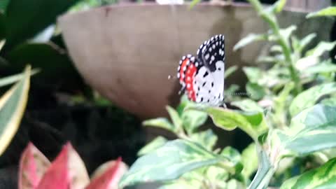 Butterfly in flower