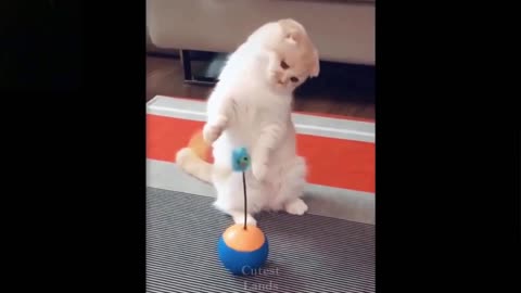 Confused cat playing with one of her Toys