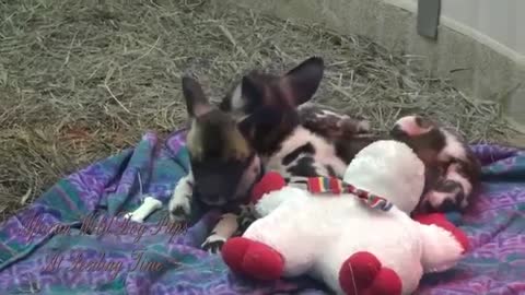 african wild dog pups at feeding_Cut.mp4