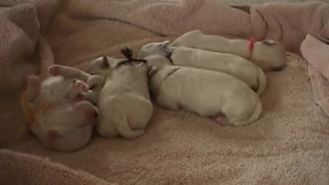 CUTE PUPPIES!!- 2-3 Weeks Old- Twitching and Eating Solid Food