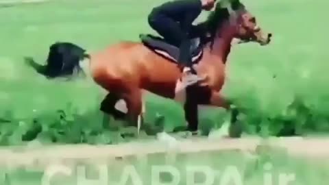 Horse Running training