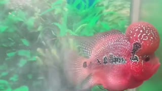 Lou han fish (flowerhorn) 7