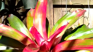 Advanced Bromeliads 10