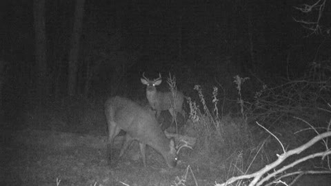 Large 7 point buck feeding while 8 point patiently waits his turn