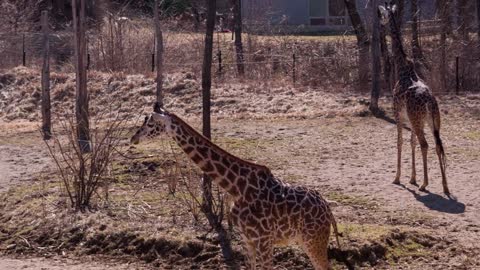 Giraffe walking by in zoo cage